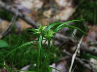 Greater Bladder Sedge